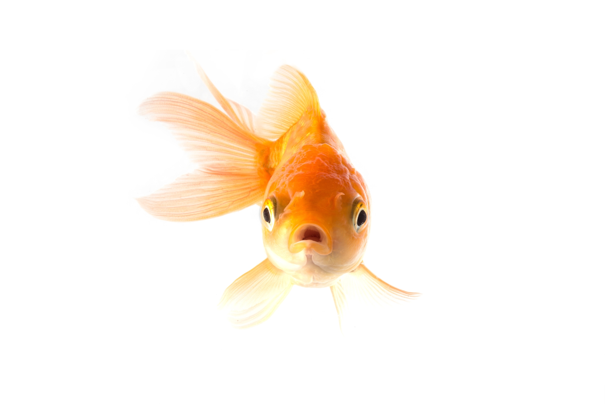 Фантейл Золотая рыбка