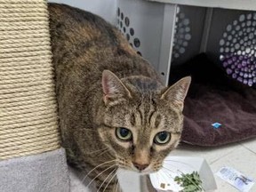 Little, a 7 year old female domestic cat, is looking for her forever home. Handout photo/Toronto Humane Society