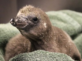 A Humboldt penguin chick being cared for by a pair of male penguin at New York's Rosamond Gifford Zoo in Syracuse.