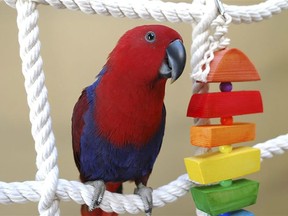 A red eclectus parrot seen here is one of the type of parrots that were stolen from Greenview Aviaries Park & Zoo near Morpeth last fall. (File photo by Garry Sowerby/Postmedia Network)