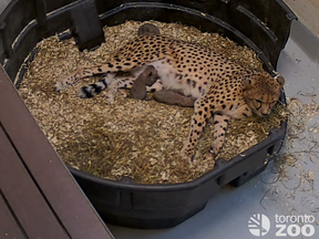 Emarah and her cubs, which were born Monday, Jan. 24, 2022 at the Toronto Zoo.