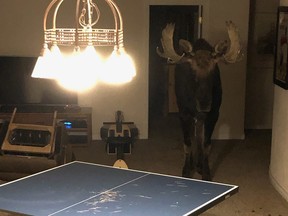 Moose in basement standing behind damaged ping pong table.