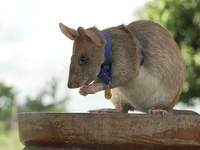 Magawa the rat was recognised for his work and presented with a miniature PDSA gold medal.