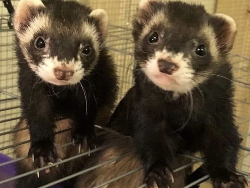 Two of four emotional support ferrets killed by owner's roommate.