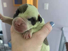 A dog in Nova Scotia recently gave birth to a rare green puppy.