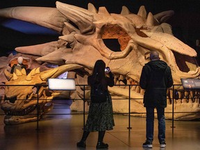 People take pictures of mock dragon skulls during a press preview of the "Game of Thrones" studio tour in Banbridge in Northern Ireland on February 2, 2022.