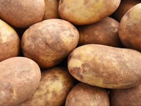 A close up image of several large organic russet potatoes in a pile.