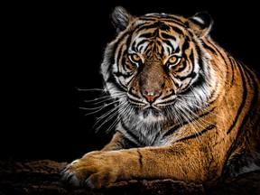 It's an auspicious time to talk about the welfare of tigers and other exotic wild animals, writes Liz Braun.