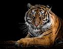 Es ist eine günstige Zeit, um über das Wohlergehen von Tigern und anderen exotischen Wildtieren zu sprechen, schreibt Liz Braun.