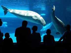 Tourists line up at a viewing area to see  two Marineland attractions, a Killer Whale calf swimnming with its mother and a small pod of Beluga Whales in Niagara Falls, Ont. on Wednesday, July 18, 2001.