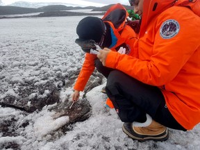 Argentine doctor Mariela Torres and intern doctor Nathalie Bernard take samples of the Antarctica soil for their project to use native microorganisms to clean up pollution from fuels and potentially plastics in the pristine expanses of the white continent, in Antarctica,  Jan. 30, 2022.