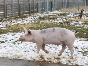 Pig Willie, who should have ended up as a chip rake, runs in his stall at the Gnadenhof in Bockhorn near Munich, Germany, Jan. 26, 2022.