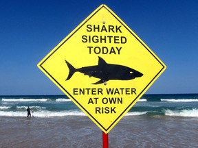 A surfer carries his board into the water next to a sign declaring a shark sighting on Sydney's Manly Beach, Australia, November 24, 2015.