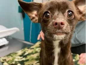A Chihuahua named 'Coco is on the mend.