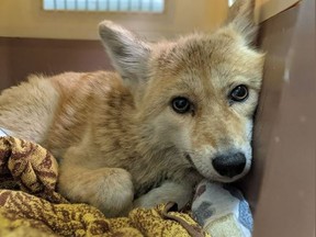 The return of a month-long coyote hunt organized by an outdoor store in Belleville has animal rights groups outraged and again demanding Ontario step in to shut it down.
