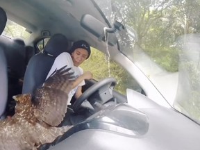 Screen grab of eagle flying into mans car.