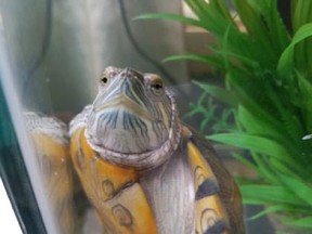 Loki, a one-year-old red-eared slider turtle, is ready for his Forever Home.
