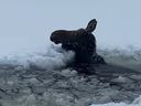 A cow moose struggles in deep water after breaking through the ice on a lake west of Thunder Bay.
