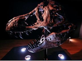 The head of an approximately 67 million-year-old Tyrannosaurus skeleton, one of the largest, most complete ever discovered and named "STAN" after paleontologist Stan Sacrison who first found it, is seen on display ahead of its public auction at Christie's in New York City, New York, U.S., September 15, 2020.