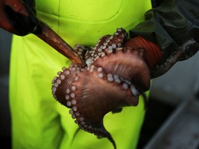 Fisherman Pedro Cervino, 49, stands on his boat called Olga, while he kills the octopus with a wooden stick inside of its mouth after fishing it with pots, at estuary of Ferrol in Mugardos, in Galicia, northwestern Spain February 7, 2022.