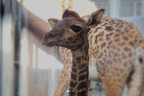 A Masai giraffe calf born on Thursday, February 24, 2022 at the Toronto Zoo.