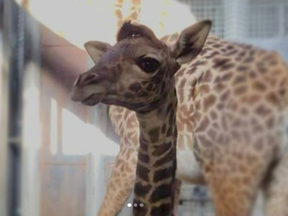 A Masai giraffe calf born on Thursday, February 24, 2022 at the Toronto Zoo.