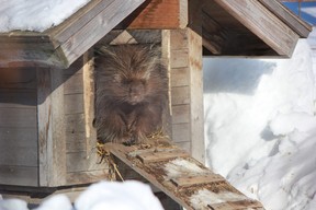 The Alaska Wildlife Conservation Center is located on 80 hectares and is home to a variety of animals. IAN SHANTZ/TORONTO SUN