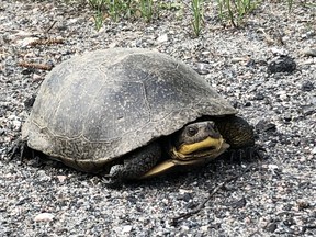 A Blanding's turtle spotted attempting to cross a road in the Estaire area of Ontario.