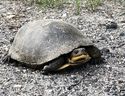 La tortue mouchetée repérée traversant la route dans le secteur d'Estaire en Ontario.  