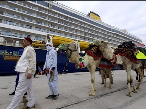 Tunisian men lead camels on March 23, 2022 at the port of La Goulette in Tunis as Tunisia welcomes the first cruise from Europe, with more than 800 tourists on board, after a stop recorded since 2019 due to the COVID-19 pandemic.