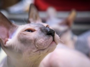 A Sphynx cat is seen during the "Valencia Cup" international cat exhibition in Moscow on November 18, 2017.