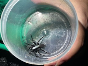 A male Sydney funnel-web spider with a telemetry tracker attached waits in a container to be released back into the bushland by Caitlin Creak, PhD candidate from the School of Biological Earth and Environmental Sciences at the University of New South Wales, in Sydney, Australia, Feb. 18, 2022.