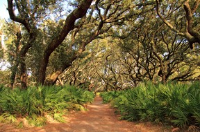 Cumberland Island National Seashore, located in Georgia, is famous for its vast beaches, its extensive trail network, and also for its resident population of wild horses and other wildlife. GETTY IMAGES