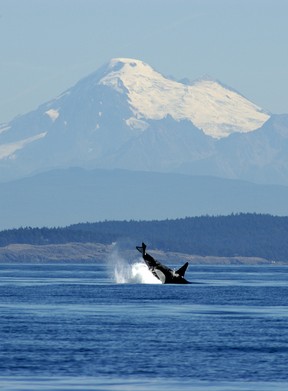 A killer whale breaches off the west coast of San Juan Island, Washington, with Mount Baker as a back drop. GETTY IMAGES