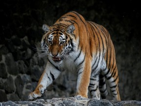 A tiger is seen in the city zoo in Kyiv, Ukraine, March 3, 2022.