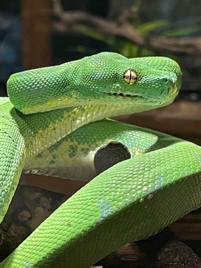 A green python at the Royal Botanical Garden's Under the Canopy exhibit.  HANDOUT
