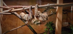 Wicket the two-toed sloth at the Royal Botanic Gardens. HANDOUT