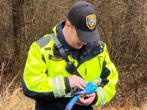 Jim Ferry, the animal control officer from the Princeton Police Department, was tasked for rescuing a fake parrot.