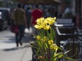 Flowers and sunshine along Danforth Avenue in Toronto.