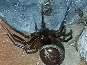 You'd think a spider vs. a bat would be a mismatch, but the noble false widow actually takes out bats. The eight-legged spider was found eating a baby bat in the home of wildlife artist Ben Waddams in North Shropshire, England, according to the U.K. Sun.
