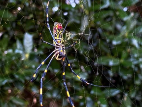 Large spiders known as Jorō spiders are now in North America, according to a study.