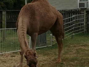 A camel escaped from a Tennessee petting zoo and killed two people before being put down.