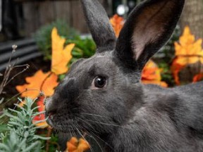 Ashley, a female bunny (seen here), is available for adoption along with with Bambi, a male, white and black bunny.