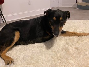 Three-legged dog who went missing for six months after Hurricane Ida. Lisa Licciardi/Facebook)