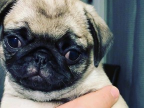 A pug puppy, stolen from an Alliston home on March 22, has been found safe and sound.