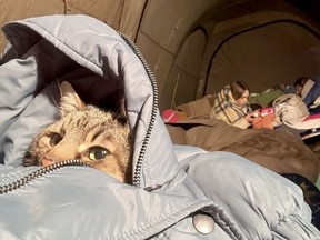 Stepan, one of the world's most famous cats, made it safely out of Ukraine.