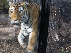 Samkha, a nine-year-old Amur tiger that weighs 220 kilograms, is pictured at Assiniboine Park Zoo in Winnipeg on Mon., Oct. 25, 2021.
