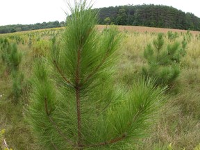 A red pine tree sits alongside other planted trees in Ontario.