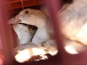 Birds sit in a cage waiting to be sent to a slaughterhouse for extermination due to the avian flu outbreak that began in late November, at a farm in Doazit, southwestern France, on Jan. 26, 2022.