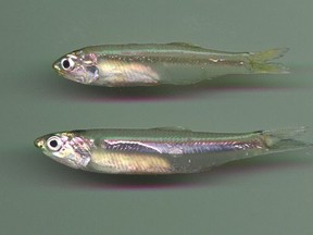 Anchovies cause such a stir during their spawning season, that they get the Earth's oceans moving, helping to circulate nutrients and oxygen.